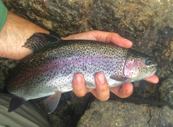 Rainbow Trout Held in Hand over Rock