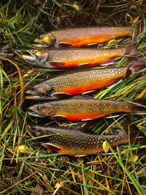 Row of Freshly Cau ght Brook Trout on Grass  clipart