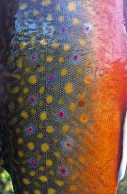 Bright Colors of a Brook Trout clipart