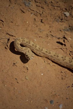 Kum izlerken Rattle yılan uyarı yarı dolanmak 