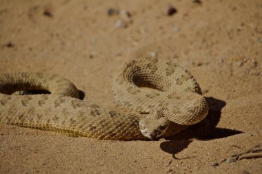 Coiled Rattle Snake Ready to Strike in Sand clipart
