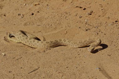 Sarmal Rattle yılan kum taşı 
