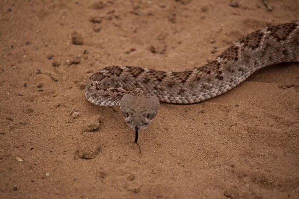 Primer Plano Cabeza Serpiente Sonajero Sobre Sandy Ground —  Fotos de Stock