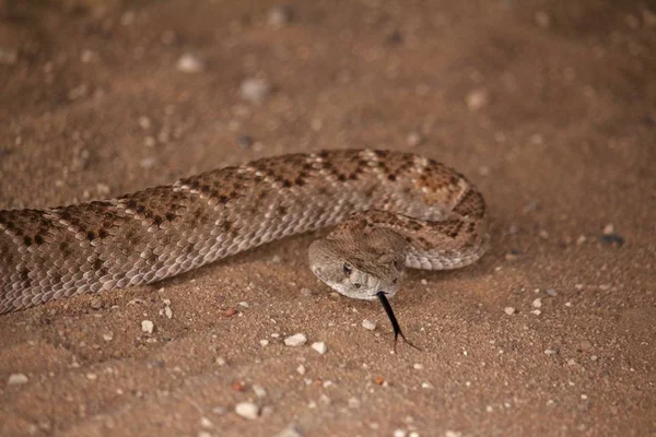 Primer Plano Cabeza Serpiente Sonajero Sobre Sandy Ground —  Fotos de Stock