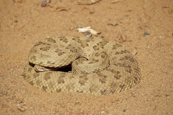 Serpiente Sonajero Enrollada Posición Defensiva Con Cabeza Bajo Cuerpo —  Fotos de Stock