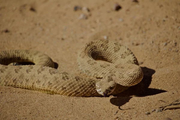 Coiled Rattle Snake Ready Strike Sand — Stock Photo, Image