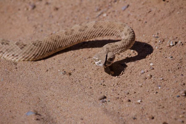Coiled Rattle Snake Movimento Areia — Fotografia de Stock