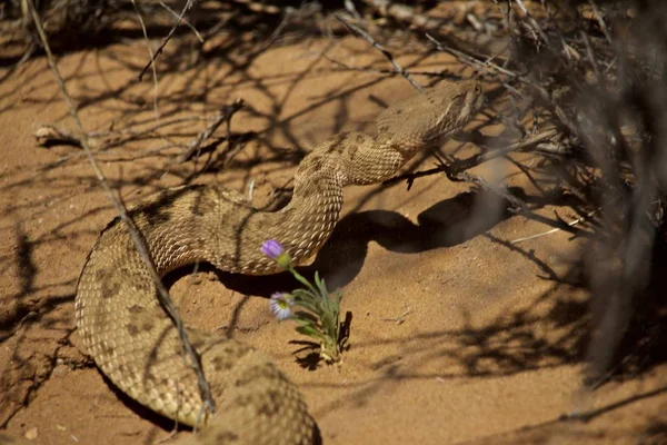 Rattle Snake Encontrando Sombra Bajo Las Ramas Bush —  Fotos de Stock