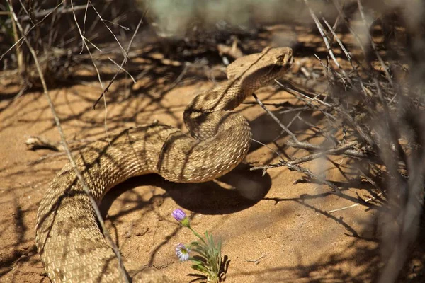 Rattle Snake Encontrando Sombra Bajo Las Ramas Bush —  Fotos de Stock