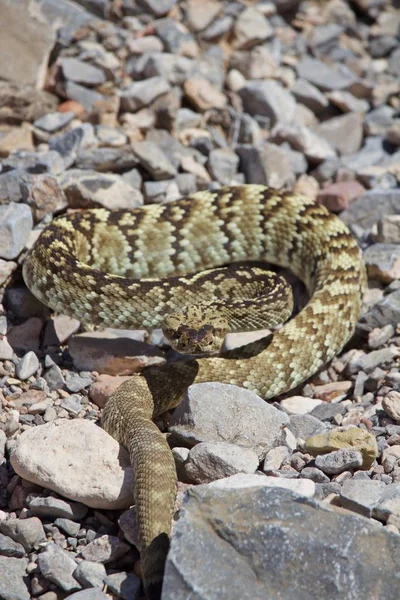 Rattle Snake Espiral Listo Para Atacar —  Fotos de Stock