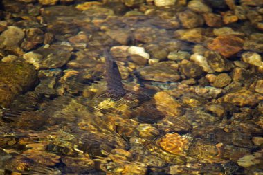 Brook Trout in Crystal Clear Waters Looking at Fly on Water Surface clipart