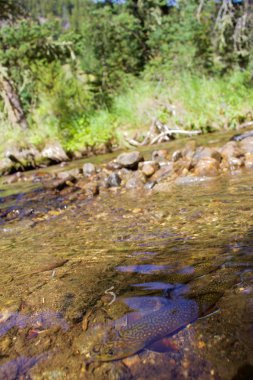 Kristal berraklığında suları, ağaçları ve kayaları arka planda alabalık çayı