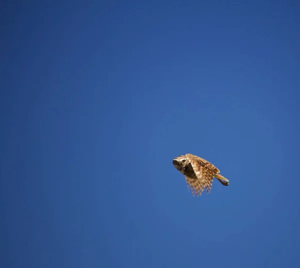 Burrowing Coruja Voa Olha Cara Esquerda — Fotografia de Stock