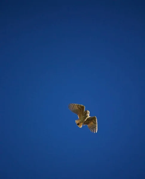 Chevêche Des Terriers Plane Dessus Ciel Bleu — Photo