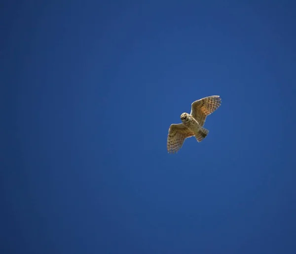 Sýček Králičí Pohybuje Nad Modré Obloze — Stock fotografie