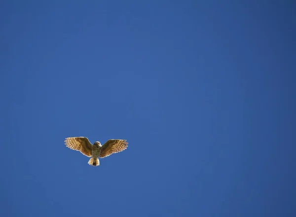 Chevêche Des Terriers Plane Dessus Ciel Bleu — Photo