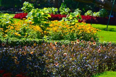 Çiçek bahçesi Londra'da parlak yaz ışık