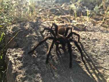 Tarantula Arkasında Güneş Işığı ndan Gölge ile Rock üzerinde