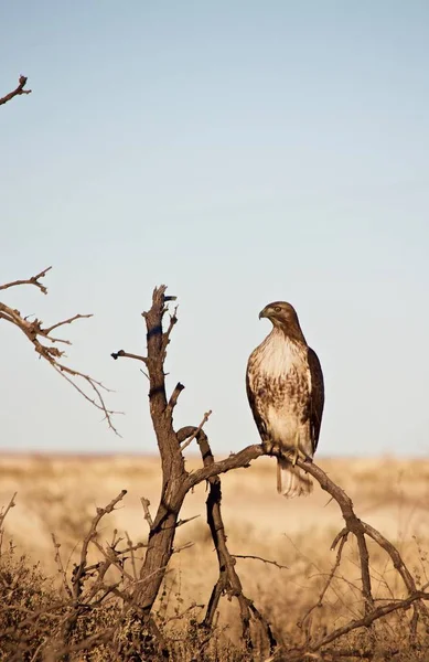 Red Tailed Hawk Uppflugen Lem Små Träd — Stockfoto