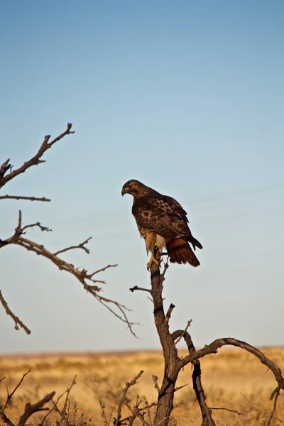 Red Tailed Hawk Uppflugen Lem Små Träd — Stockfoto