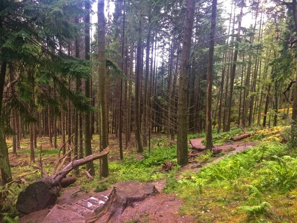 West Highland Way Hiking Trekking Path Trail Pines Highlands Scotland 로열티 프리 스톡 이미지