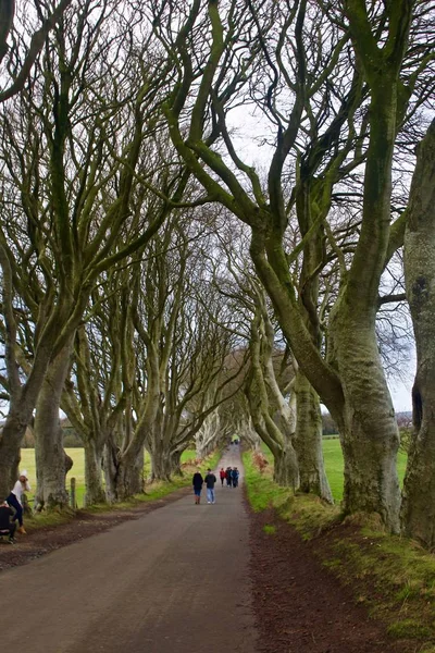 Τουρίστες Που Επισκέπτονται Τους Σκοτεινούς Θάμνους Στη Βόρεια Ιρλανδία Χειμώνα — Φωτογραφία Αρχείου