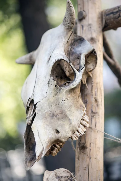 Totenkopf Eines Wilden Tieres Auf Einem Holzstock Grusel Und Horrorthema — Stockfoto