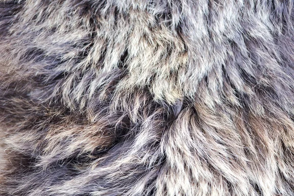 Nahaufnahme Detail Des Bärenfells Als Hintergrund Oder Textur — Stockfoto