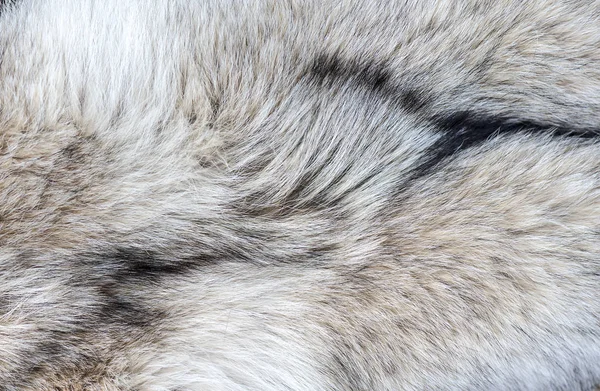 Close Λεπτομέρεια Από Γούνα Λύκος Φόντο Υφή — Φωτογραφία Αρχείου