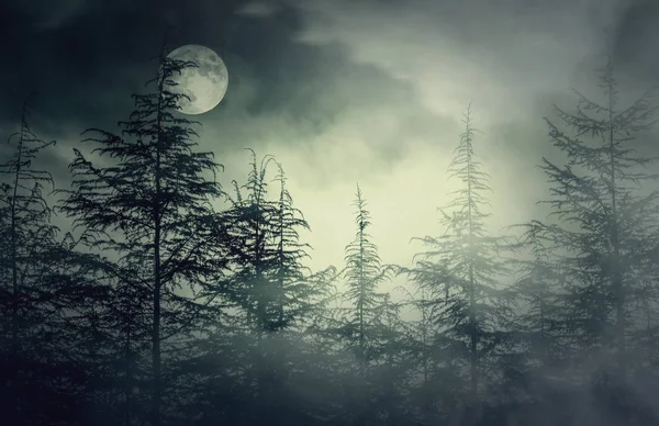 Night Forest Foggy Sky Moon Nightmare — Stock Photo, Image