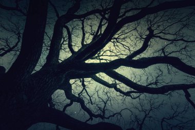 Sihirli orman gece zaman ve gökyüzü yıldızlarla