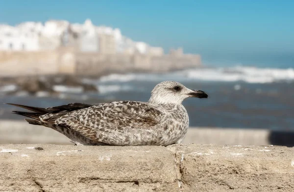 Mewa Essaouira Afryki Północnej Szczegół Głowy Seagull — Zdjęcie stockowe