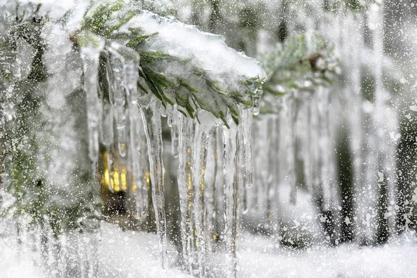 Icicle Frozen Branch Fir Tree Winter Background — Stock Photo, Image