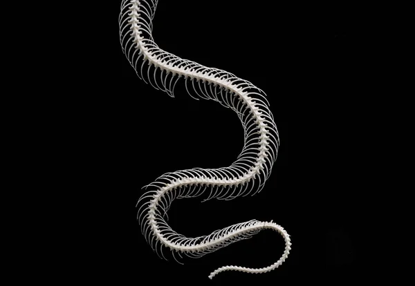 Esqueleto Serpiente Aislado Sobre Fondo Negro — Foto de Stock
