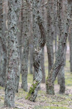 Rusya'da Kaliningrad bölgesinde Curonian tükürmek Dans Ormanı