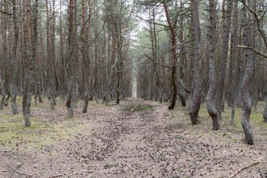 Rusya'da Kaliningrad bölgesinde Curonian tükürmek Dans Ormanı