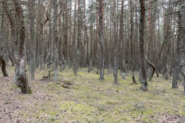 Rusya'da Kaliningrad bölgesinde Curonian tükürmek Dans Ormanı