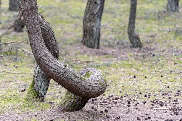 stock image The Dancing Forest in Russia at Curonian spit in Kaliningrad region