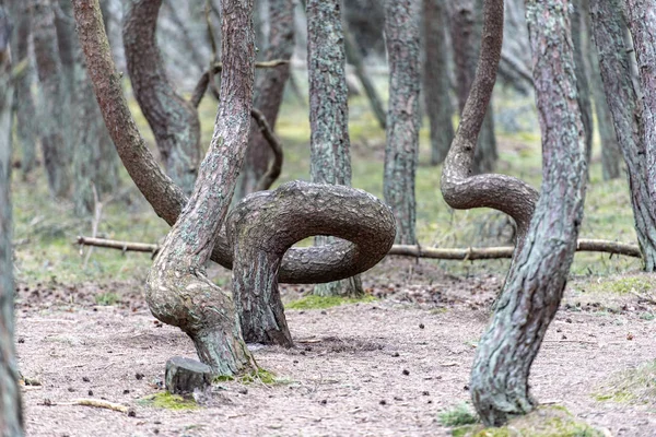 Rusya'da Kaliningrad bölgesinde Curonian tükürmek Dans Ormanı