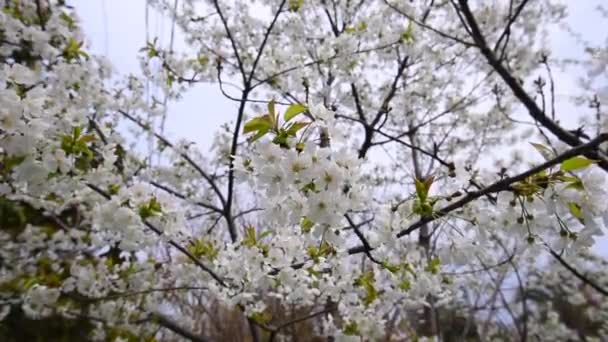 風の強い日の間にリンゴの木の開花 — ストック動画