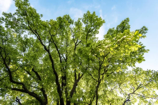 Oak Tree in a Park, Old Oak Tree