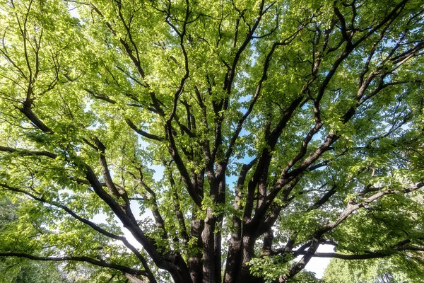 Oak Tree in a Park, Old Oak Tree