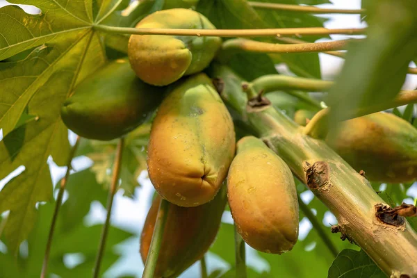 Blízký Papája Plody Papaya Tree — Stock fotografie
