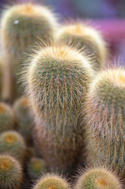 Serada Bir Tencerede Yakın Çekim Minyatür Sulu Bitkiler