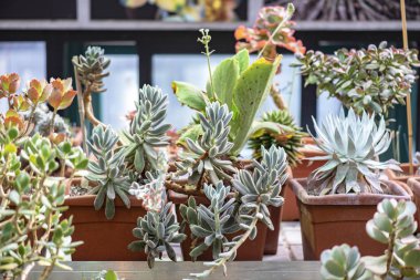 Serada Bir Tencerede Yakın Çekim Minyatür Sulu Bitkiler