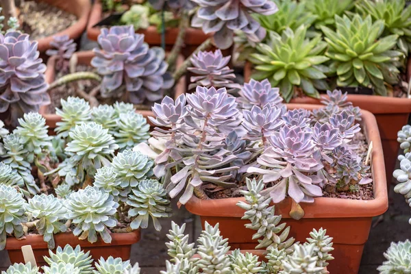 Plantas Suculentas Miniatura Cerca Macetas Invernadero —  Fotos de Stock