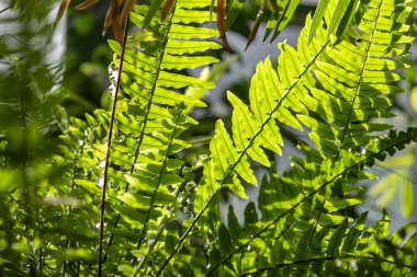 Arka Plan olarak Gölgeler ve Ormanda Işık ile vahşi Eğrelti otu Close-Up Leafs