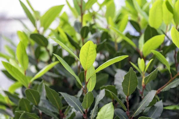 Green Bay Tree or green Bay Leaf as Plant