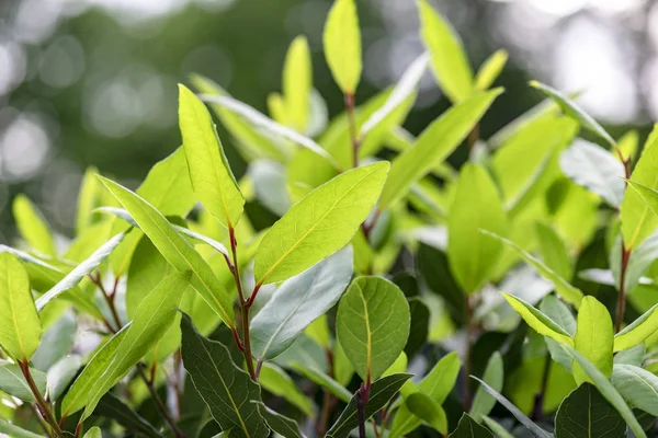 Green Bay Tree or green Bay Leaf as Plant