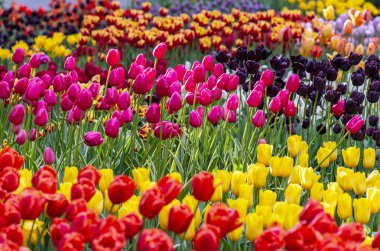 Hollanda'da Lale Tarlası